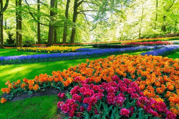 Rows of tulip flowers — Stock Photo, Image