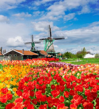 Hollanda rüzgar değirmenleri