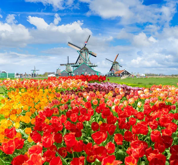 Hollanda rüzgar değirmenleri — Stok fotoğraf