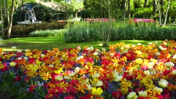 Césped fresco con flores — Vídeo de stock