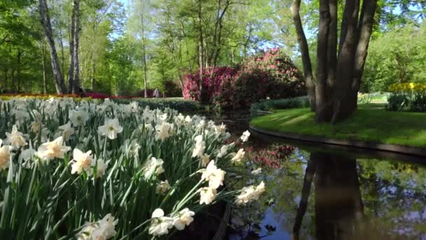 꽃이 핀 싱싱 한 잔디 — 비디오