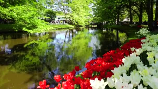 꽃이 핀 싱싱 한 잔디 — 비디오