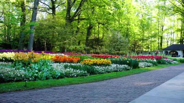 Macizos de flores de tulipanes de primavera — Vídeo de stock