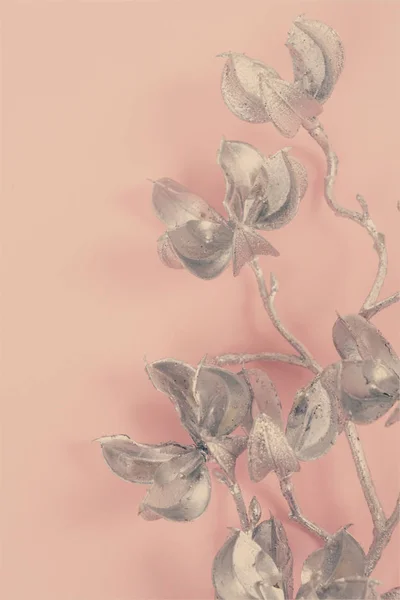 Magnolia Fiori su rosa — Foto Stock