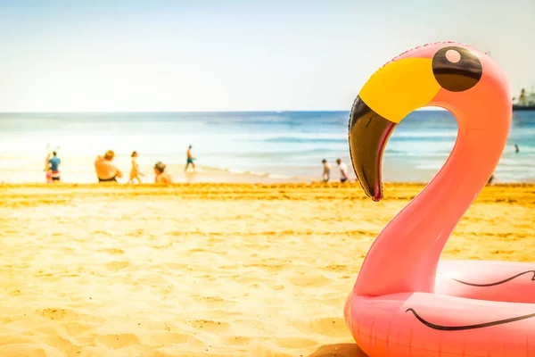 Rosa flamingo Beach — Stockfoto