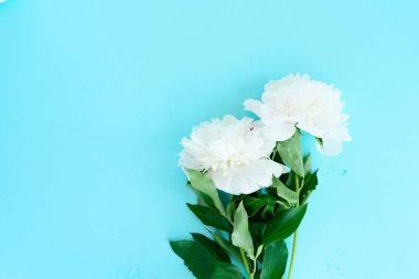 Taze şakayık çiçekleri