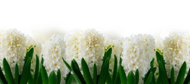 Sümbül taze çiçekler