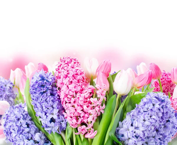 Hyacinth flores frescas — Fotografia de Stock