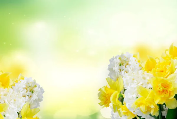 Свежие цветы гиацинта — стоковое фото