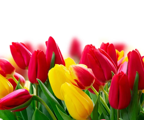 Fresh tulips flowers — Stock Photo, Image