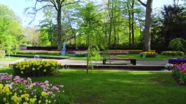 Pembe ve Kırmızı laleler