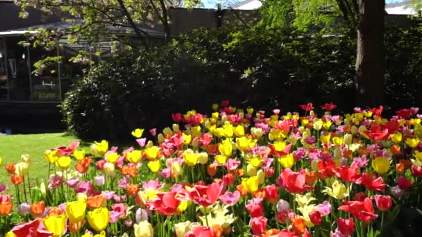 Fresh lawn with flowers — Stock Video