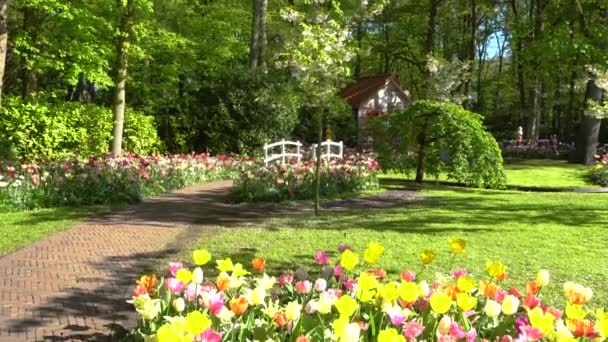 Steinweg im Garten — Stockvideo