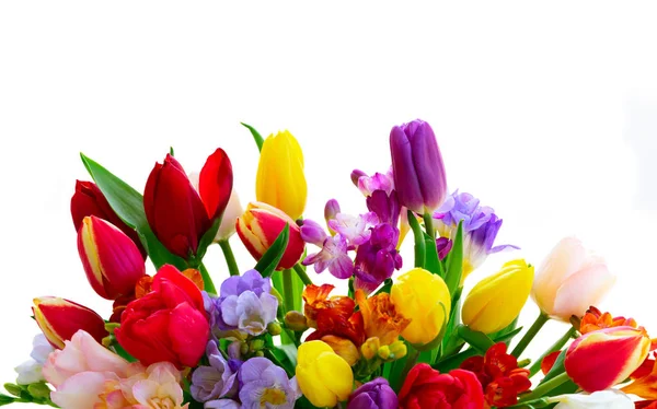 Свежие цветы тюльпанов — стоковое фото