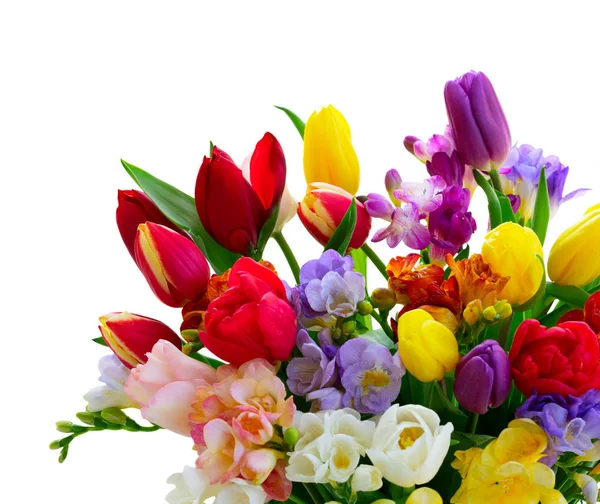 Čerstvé tulipány květiny — Stock fotografie