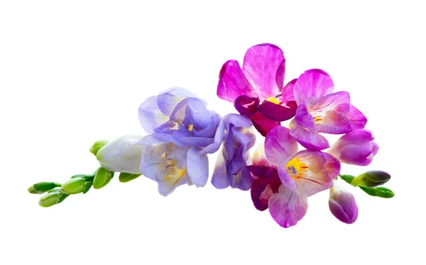 Świeże kwiaty freesia — Zdjęcie stockowe