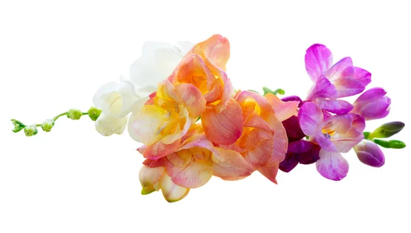 Фрезії свіжі квіти — стокове фото