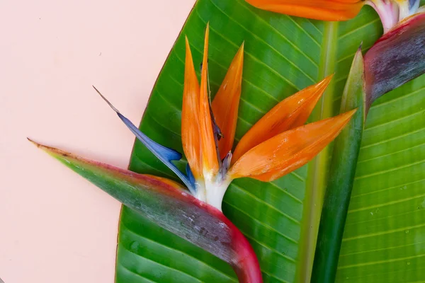 Verão flat lay cenário com flores strelizia — Fotografia de Stock