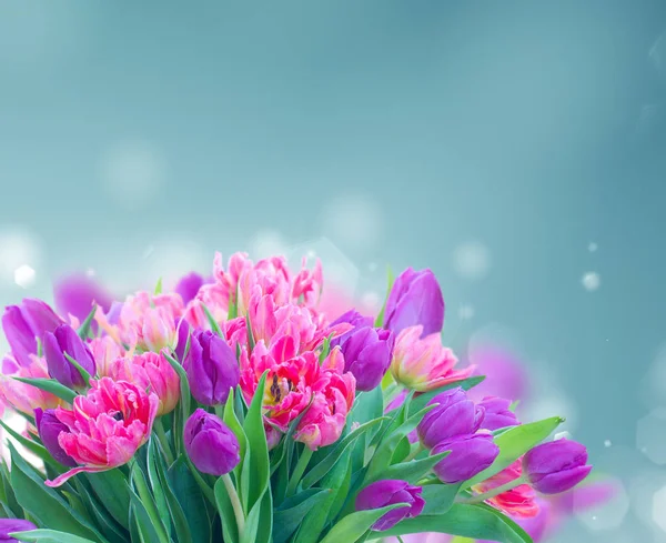 Roze verse tulpen — Stockfoto