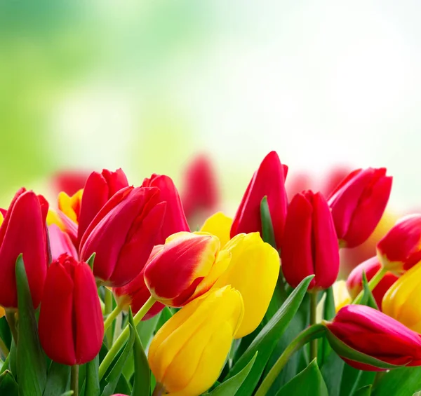 Tulipanes frescos flores —  Fotos de Stock