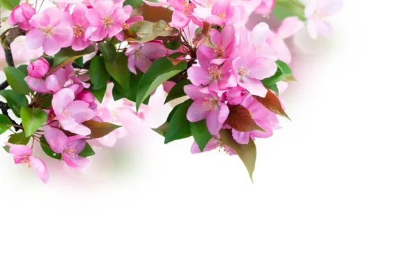 Spring tree flowers — Stock Photo, Image