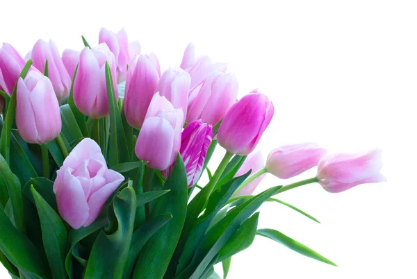 Bouquet of tulips flowers — Stock Photo, Image
