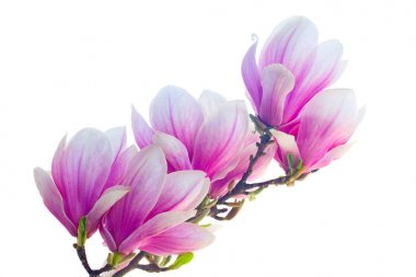 Manolya çiçek beyaz