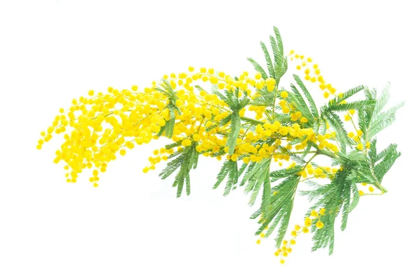 Mimosa Tavaszi fa virágok — Stock Fotó