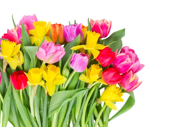 Bouquet of tulips and daffodils — Stock Photo, Image