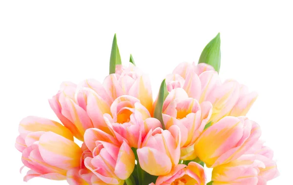 Strauß von Tulpenblumen — Stockfoto