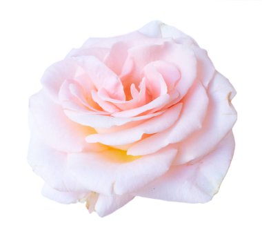 beyaz üzerine pembe Gül