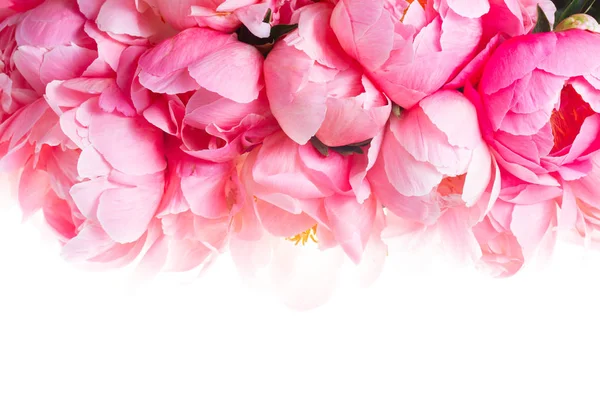 牡丹鲜花 — 图库照片