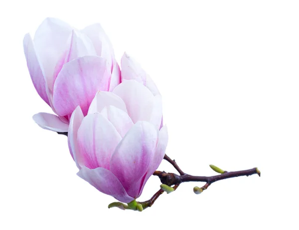 Magnolienblüten flach legen Szene — Stockfoto