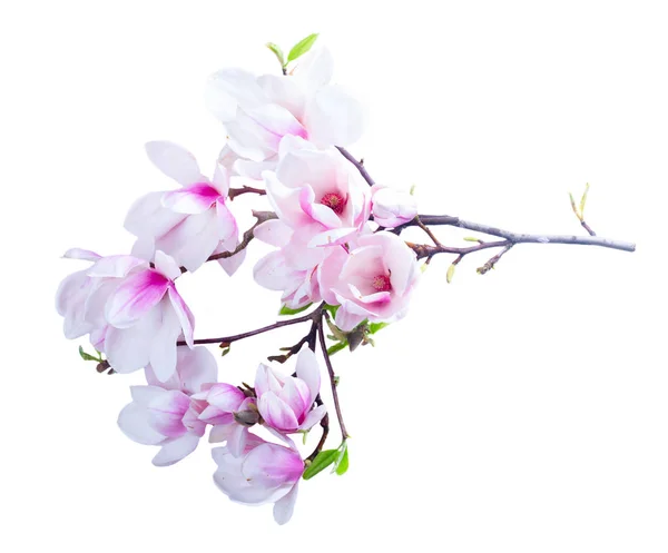 Magnolia bloemen lay flat scène — Stockfoto