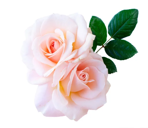 Pink rose on white — Stock Photo, Image