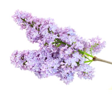 Taze leylak çiçekleri