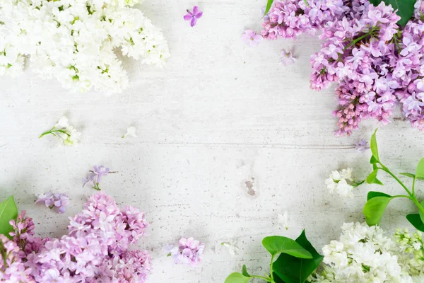 Frische Fliederblüten — Stockfoto