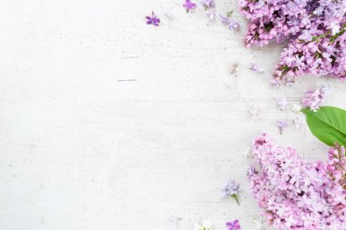 Taze leylak çiçekleri