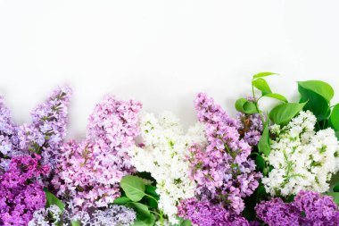 Taze leylak çiçekleri