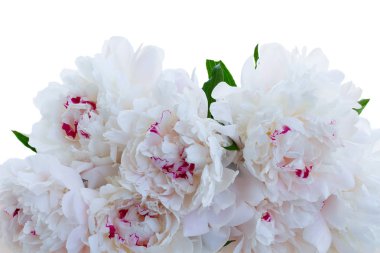 Taze şakayık çiçekleri