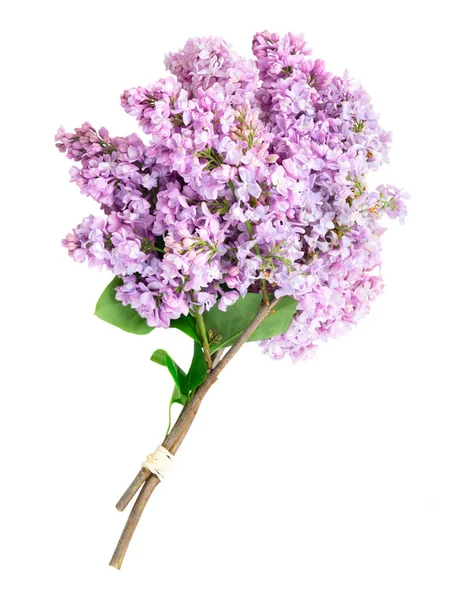 Fresh lilac flowers — Stock Photo, Image