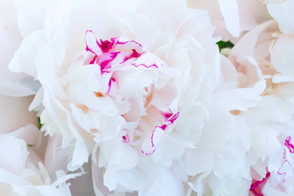 Flores frescas de peonía — Foto de Stock