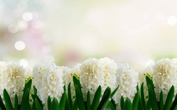 生花のヒヤシンス — ストック写真
