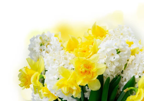 Hiacynt świeże kwiaty — Zdjęcie stockowe