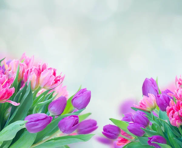 Tulipani freschi rosa — Foto Stock