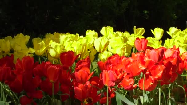 Gramado fresco com flores — Vídeo de Stock