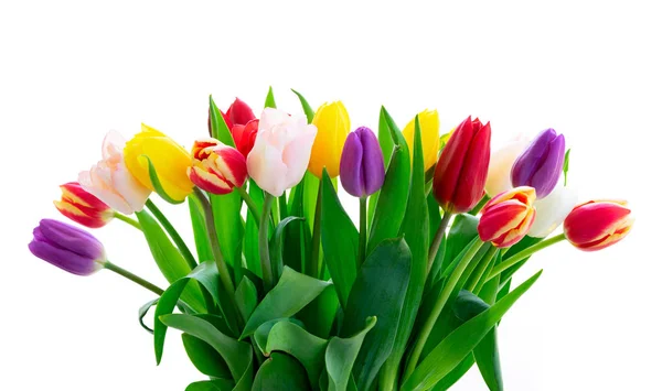 Fresh tulips flowers — Stock Photo, Image