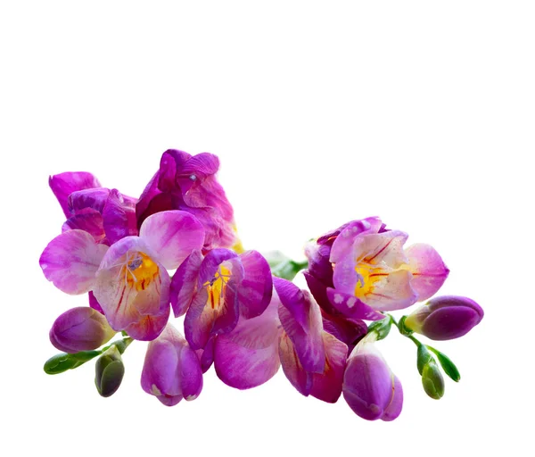 Färska fresia blommor — Stockfoto