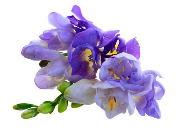 Verse freesia bloemen — Stockfoto