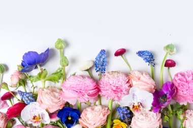 Ranunculus düz konum